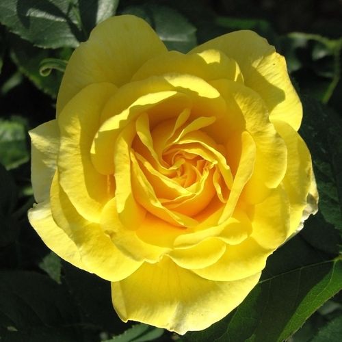 E-commerce, vendita, rose, in, vaso rose floribunde - giallo - Rosa Carte d'Or® - rosa non profumata - Meilland International - ,-